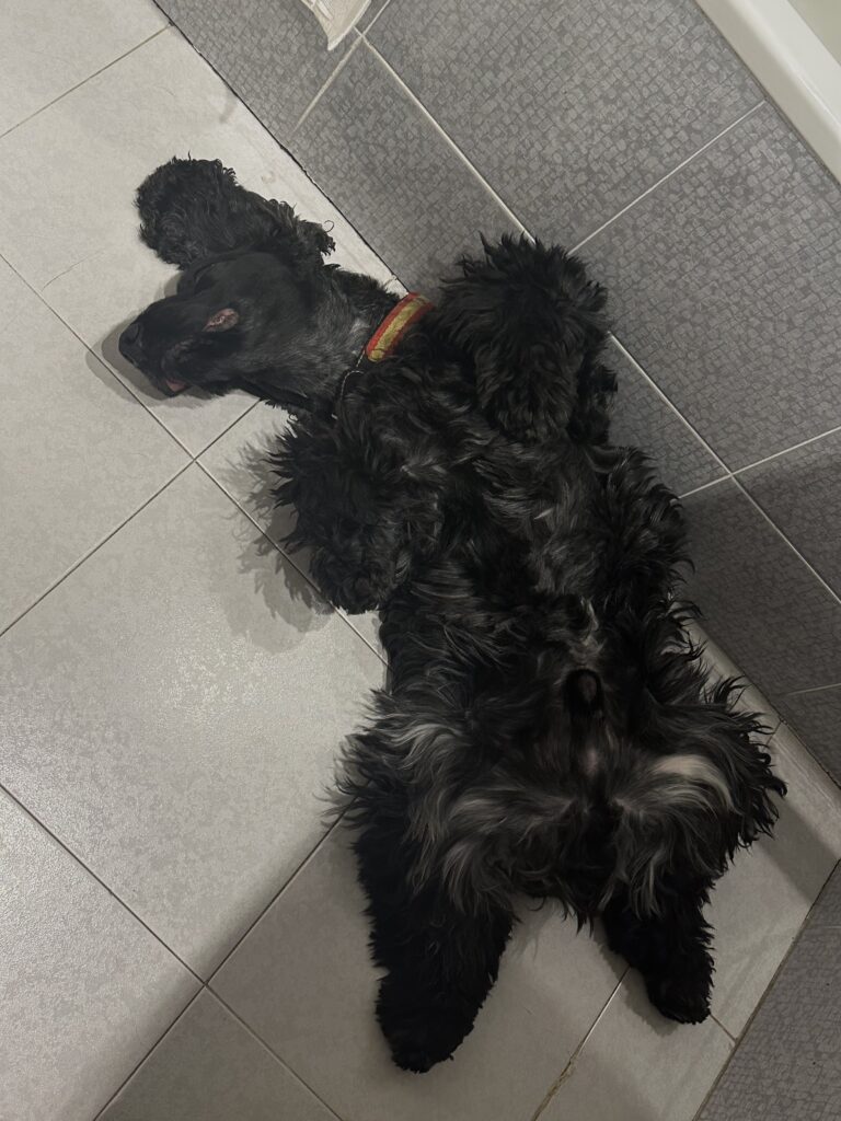 Zar dormido boca arriba